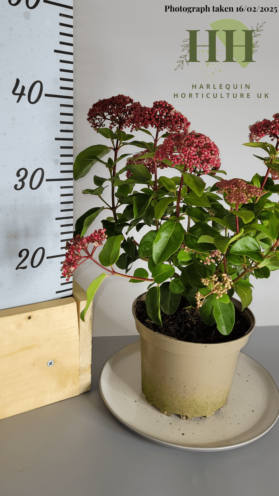 Viburnum tinus 'Lisa Rose' | Evergreen Shrub | Size: 2 litre, 17cm Pot | Current Height: 35cm, Pot included