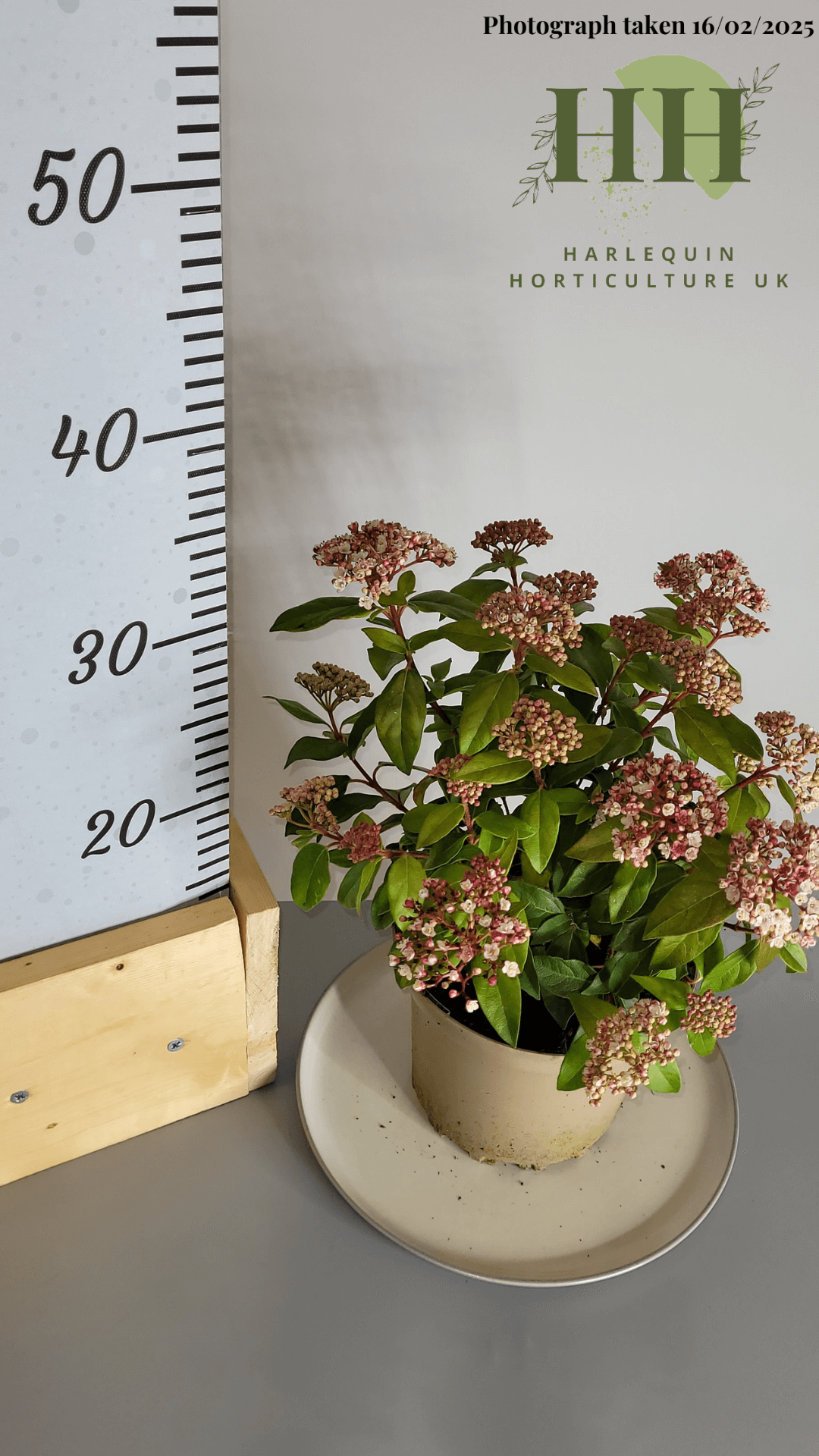 Viburnum tinus 'Spirit' | Evergreen Shrub | Size: 2 litre, 17cm Pot | Current Height: 30cm, Pot included