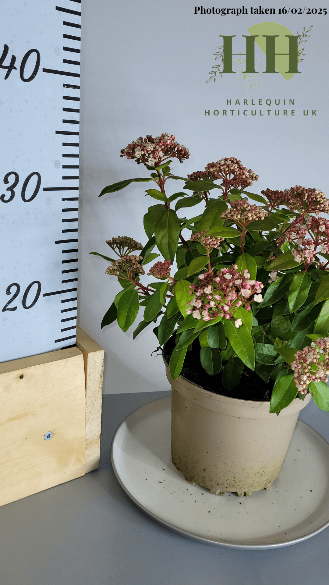 Viburnum tinus 'Spirit' | Evergreen Shrub | Size: 2 litre, 17cm Pot | Current Height: 30cm, Pot included